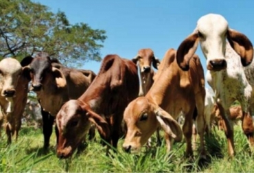 El amamantamiento restringido mejora la producción al estimular las vacas a entrar en celo y fuerza a los terneros a consumir forrajes. Foto: Carta Fedegán. Terneros, crianza del terbero, Así es la crianza en el doble propósito, CONtexto ganadero, ganadería Colombia, Noticias ganaderas Colombia