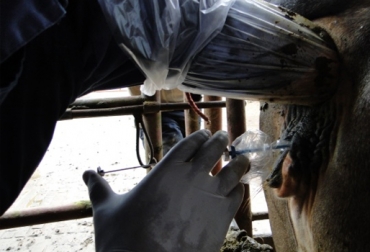 Síndrome vaca repetidora servicios, Síndrome vaca repetidora servicios Colombia, vaca repetidora, tratamiento vaca repetidora, vaca repetidora en Colombia, fertilidad vacas Colombia, fertilidad bovina Colombia, fertilidad del ganado en tiempo seco, Nutrición y reproducción bovina, nutrición y reproducción, Contexto ganadero, Ganaderos Colombia, noticias ganaderas Colombia
