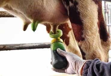 Brindar a los animales las mejores condiciones de crianza, sanidad, transporte y sacrificio, permite obtener productos alimenticios de buena calidad. Foto: Carta Fedegán 120 Buenas Prácticas Ganaderas, BPG, decálogo de la BPG, CONtexto ganadero, ganadería Colombia, Noticias ganaderas Colombia