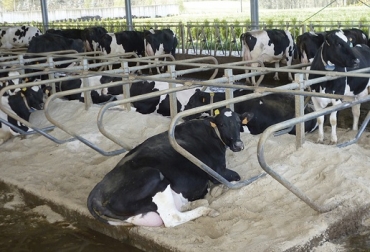 vacas, confort de las vacas, la leche es la ausencia de estrés en la vaca, rendimiento lechero de una vaca, El día de una vaca, ongreso Internacional Anembe de Medicina Bovina 2016, CONtexto ganadero, ganadería Colombia, Noticias ganaderas Colombia