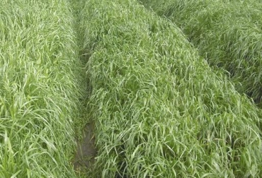 “Vea las hojas del Raigrás y si ve la de abajo amarilla, es el momento de pastorear”, dijo Ramón Valbuena. Foto: decisionganadera.com.ar Raigrás entre 25 y 35 días, monocultivo, mezclado con kikuyo 45 días, balance, crecimiento mayor es perdidas de nutrientes, aprovechamiento, CONtexto Ganadero, noticias de ganadería colombiana.