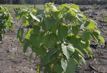 Gmelina arbórea, alimento para ganado, cerca viva, sombra para ganado, silvopastoril, CONtexto Ganadero, noticias de ganadería colombiana.