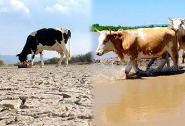 “La transición de una época de verano a otra de invierno debe ser estratégica para el ganado y su alimentación”, dijo Felipe Aristizábal. Foto: elcomercio.com - taringa.net Evite intoxicación del ganado, transición de verano a invierno, estrategias de alimentación, fertilización y suplementación, evite nitritos y nitratos, energéticos, gramíneas, CONtexto Ganadero, noticias de ganadería colombiana.