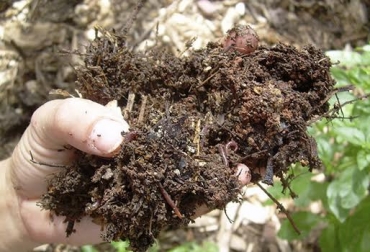 Manejo de praderas, química y física de suelos, compactación por pastoreo, compactación pie de arado, factor ambiental, aumentar producción de pasto, reducir tecnicismos, CONtexto Ganadero, noticias de ganadería colombiana.