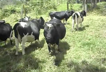 Los animales bajos suelen ser preferidos en trópico por ser más adaptados. Foto: Youtube.com Bovinos adaptados, elección de bovinos, descarte de bovinos, vaca adaptada al medio ambiente, bovino adaptado al medio ambiente, características para elegir y clasificar un bovino, consejos para descartar bovinos, CONtexto ganadero, ganaderos Colombia, noticias ganaderas Colombia