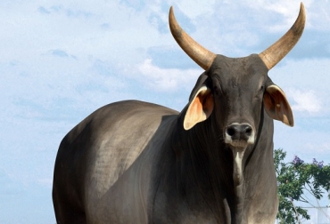 Es una raza muy longeva y productiva pues son comunes los casos de vacas de 18 años con 14 partos, con intervalos entre partos promedio menores a 14 meses. Foto: 3agenetica.com.br Guzerá, hablemos del Guzerá, Guzerá, India, Guzerá Brasil, Indicadores productivos del Guzerá, longevidad del Guzerá, CONtexto ganadero, ganadería Colombia, Noticias ganaderas Colombia