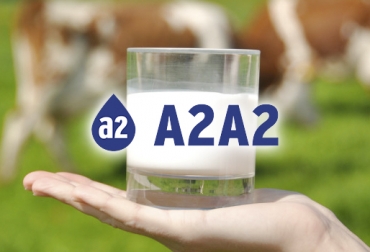 La leche A2 se obtiene de vacas que tienen la variante genética A2A2. Foto: zoovetesmipasion.com - semex.com Leche A2, leche A1, gen A2A2, raza Jersey, leche A2 en Colombia, definición leche A2, consumo leche, personas intolerantes a la leche, intolerancia a la lactosa, personas que tienen problemas con la leche, leche A2 raza Jersey, CONtexto ganadero, ganaderos Colombia, noticias ganaderas Colombia