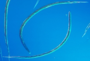 Con un aumento en el aprovechamiento de los recursos forrajeros a través del incremento significativo de la carga animal en los pastoreos- las parasitosis internas se han convertido en una enfermedad que afecta la salud productiva de los animales. Foto yuliylina.blogspot.com.co Parásitos, bovinos, parásitos internos en bovinos, pérdidas directas que ocasionan los parásitos internos, Ergomix, CONtexto ganadero, ganadería Colombia, Noticias ganaderas Colombia