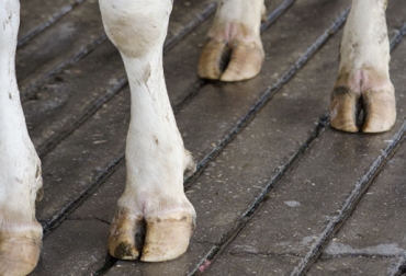 Lesiones no infecciosas en pezuñas de bovinos, Línea blanca pezuña bovinos, úlcera, abscesos, enfermedades podales en bovinos, patologías podales en bovinos, afecciones en pezuñas vacas, pezuña tirabuzón en Colombia, ganadería colombia, noticias ganaderas colombia, CONtexto ganadero