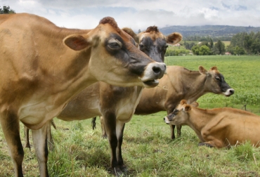 Los ejemplares Jersey ofrecen ventajas económicas a los productores de leche. Foto: Fedegan.org 1er Exponovillas Jersey Antioquia 2018, 1er Exponovillas Jersey Antioquia, Exponovillas Asojersey 2018, Exponovillas Jersey Asojersey febrero 2018, bondades raza Jersey, Asojersey 2018, proyectos Asojersey, actividades Asojersey 2018, junta directiva Asojersey, Fedegán Asojersey 2018, CONtexto ganadero, ganaderos colombia, noticias ganaderas colombia