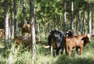 Asopastoril está enfocada en impulsar proyectos de sistemas silvopastoriles en toda Colombia. Foto: rrsirven.blogspot.com Asopastoril Colombia, asociación sistemas silvopastoriles Colombia, sistemas silvopastoriles ganadería Colombia, sistemas silvopastoriles Colombia, proyectos silvopastoriles Colombia, semillas sistemas silvopastoriles, alimento para ganado, sembrar árboles, CONtexto ganadero, ganaderos colombia, noticias ganaderas colombia