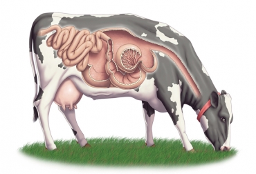 rumen, rumiantes, rumen ganado, bovinos, digestión bovina, bacterias rumen, gei, gases efecto invernadero, ganadería sostenible, inta, inta argentina, ganadería, ganadería colombia, noticias ganaderas, noticias ganaderas colombia, contexto ganadero