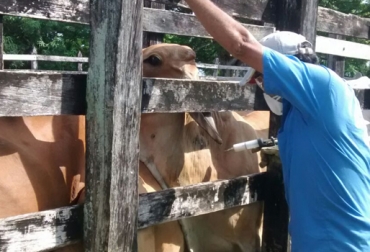 El reto del ciclo que está próxima a comenzar es preservar el estatus sanitario del país. Foto: CONtexto ganadero. Ciclo, Ciclo vacunación 2018, vacunación contra la aftosa, ciclo de vacunación contra la fiebre aftosa, ica, ica colombia, ganadería colombia, sanidad animal, noticias ganaderas colombia, ganadería colombia, noticas ganaderas, contexto ganadero