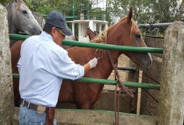 La Encefalitis Equina Venezolana (EEV) se presenta con diferentes grados de severidad y puede causar alta morbilidad y letalidad en los équidos. Es una enfermedad que se presenta de manera cíclica y que puede producir epizootias y epidemias combinadas. Foto: ICA Encefalitis Equina Venezolana (EEV), Encefalitis Equina del Este (EEE), Encefalitis Equina del Oeste (EEO), ICA, Campaña de vacunación contra la Encefalitis Equina Venezolana, CONtexto ganadero, ganadería Colombia, Noticias ganaderas Colombia