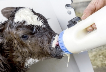 El proceso de congelamiento y descongelamiento del calostro es complejo pero, en muchos casos, necesario. Foto: zoovetesmipasion.com Congelar calostro, descongelar calostro, calostro bovinos, calostro terneros, calostro, Suministro calostro, mejor forma suministro calostro, propiedades nutricionales del calostro, formas de suministrar calostro, cuidado de los terneros, suministro calostro forma natural, suministro calostro forma manual, manejo calostro en Colombia, CONtexto ganadero, ganaderos colombia
