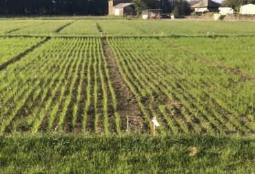 Aspectos como la elección de la semilla y el seguimiento de recomendaciones para la siembra son aciertos para el éxito de una pradera. Foto: praderas.clementeviven.com Establecimiento de praderas, manejo de praderas, establecer una pradera ganadería, pradera ganadería, potrero ganadería, pastos de corte, errores establecimiento praderas, conferencia Clasificados agropecuarios Montería junio 2018, Clasificados Agropecuarios, manejo de potreros, hacienda Las Perlas, CONtexto ganadero, ganaderos Colombia, noticias ganaderas Colombia
