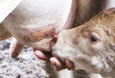 “El calostro provee al animal de altas fuentes de energía, grasa, vitaminas liposolubles y sales minerales”, afirman Rómulo Campos, Anggy F, Carrillo, Valentina Loaiza y Leonidas Giraldo. Foto: Indigo Hierbas Calostro, primera secreción láctea, nutritivo, alto poder energético, minerales, proteínas, calidad de vida, protección, hasta octavo ordeño, inmunoglobulinas, crecimiento, disminución de mortalidad, CONtexto Ganadero, noticias de ganadería colombiana.