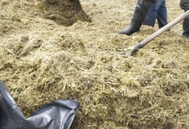 “La estrategia de diferir forraje es utilizada en el sur de Brasil, Paraguay y el norte de Argentina”, dijo Luis Fernando González B. Foto: olx.com.co. Diferir Forraje, acumulación de pasto, aprovechar abundancia, baja oferta, heno en pie, usado en Brasil, CONtexto Ganadero, noticias de ganadería colombiana.