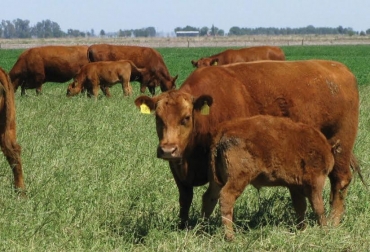 “El animal incrementa su desplazamiento en la pradera buscando hojas frescas (hojas verdes), tumbando y desperdiciando biomasa”, dijo Henry Mateus Echeverría. Foto: motivar.com.ar Heno en pie, tres prácticas, pasto semilla, pastoreo por necesidad, pasto no nutritivo, no es recomendable, quema, inducir rebrotes, CONtexto Ganadero, noticias de ganadería colombiana.