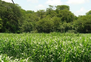 “La luz se captura a través de la transformación de los pastos, los arbustos y los árboles”, dijo CIPAV. Foto: contextoganadero.com Luminosidad, baja productividad de pastos y gramíneas, radiación solar, calidad y cantidad, diversificación, caballones, CONtexto Ganadero, noticias de ganadería colombiana.