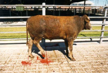 “Cada golpe dado a un animal significa dos kilos de carne perdidos por el machucón generado”, dijo Lourdes Sequeira. Foto: FAO.org Seis causas de pérdidas en ganado, machucones, pH elevado, decomisos de hígado, daños en el cuero, abscesos, grasa amarilla, estrés, mal manejo, CONtexto Ganadero, noticias de ganadería colombiana.