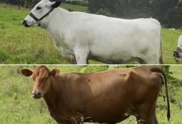 “Estudio identificó regiones asociadas en BON y Romo en el factor de crecimiento de hepatocitos”, dijo Diego Hernán Bejarano Garavito. Foto: Fedegán Genómica de crecimiento, exactitud genes de BON y ROMO, carne, valoración, cromosomas con efectos comunes, LEPR, HGF, Lep, CONtexto Ganadero, noticias de ganadería colombiana.