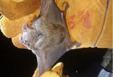 La mordedura de los murciélagos hematófagos transmite la rabia, la cual afecta el sistema nervioso central de los mamíferos. Foto ICA Murciélagos hematófagos, métodos de control y prevención, vampiricidas, mallas de nieblas, Control de vampiros en refugios a través de tratamiento tópico, Jornadas de Control en Córdoba, Proteja su hato de los vampiros y de la rabia, rabia, Ganadería, ganadería Colombia, noticias ganaderas, noticias ganaderas Colombia, Contexto ganadero