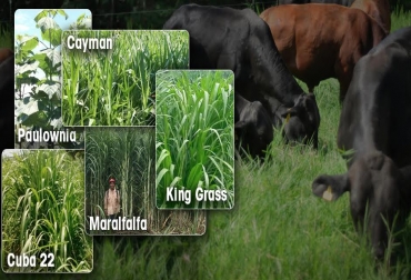 Conozca las diversas especies y si son benéficas para su predio. Foto: Fedegán / Mercado Libre / Paulownias En Colombia. ganadería, ganadería colombia, noticias ganaderas, noticias ganaderas colombia, contexto ganadero, pastos, pasto de corte, vacas comen pasto, vacas y leche, pasto cuba 22, fertilización suelo, árbol paulownia, árbol paulownia ganadería, árbol kiri ganadería, paulownia ganadería colombia, implementación paulownia sistemas silvopastoriles, paulownia sistemas silvopastoriles, paulownia fincas ganaderas colombia, usos árbol paulownia ganadería colombia, pastos, tipo de pastos, semilla de pastos, pasto cayman, p