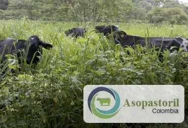 Desde su creación, la organización viene desarrollando un plan de trabajo para consolidar la implementación de SSP en Colombia. Foto: facebook.com/asopastoril Día de los sistemas silvopastoriles, día nacional, día mundial, Asopastoril Colombia, asociación sistemas silvopastoriles Colombia, sistemas silvopastoriles ganadería Colombia, sistemas silvopastoriles Colombia, proyectos silvopastoriles Colombia, alimento para ganado, sembrar árboles, CONtexto ganadero, ganaderos colombia, noticias ganaderas colombia