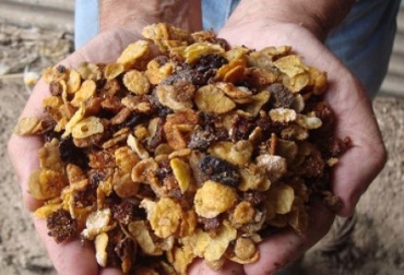Las condiciones para producir carne son cada vez más complejas por efecto del clima y de los suelos. Foto: INTA. Ganadería, ganadería colombia, noticias ganaderas, noticias ganaderas colombia, CONtexto ganadero, dietas bovinos, alternativas para alimentar bovinos, nutrición bovinos, INTA, INTA Argentina, dietas subproductos de la industria oleaginosa, frutihortícola, malezas, especies arbóleas, producir carne, clima, suelos, cosecha fruti-hortícola, pulpa de tomate, torta de prensado de aceitunas, orujo de uva, residuos de la industria de jugos, orujo de manzana, subproductos del banano, Fibra Bruta, Proteína Bruta, h