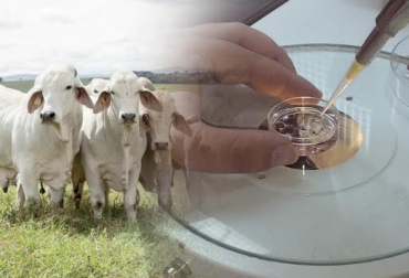 “Tanto semen como embriones de bovinos entran a Colombia de Brasil de manera informal”, dijo Julio Olaya. Foto: Elproductor.com / contextoganadero.com. Negociación de embriones bovinos in vitro, Brasil y Colombia, Certificado veterinario, mejoramiento genético, ICA, informalidad, CONtexto Ganadero, noticias de ganadería colombiana.