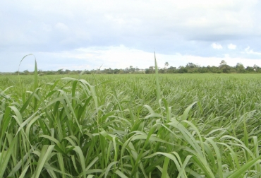 Un óptimo establecimiento garantiza el éxito de la pradera durante mucho más tiempo. Foto: Ecología con Asocebú Pasos para establecimiento de praderas, protocolo establecimiento de praderas, manejo de praderas, establecer una pradera ganadería, pradera ganadería, potrero ganadería, pastos de corte, CONtexto ganadero, ganaderos Colombia, noticias ganaderas Colombia