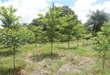 “Buscamos que hubiera un mayor número de plantas de árboles porque cumplen funciones ecológicas”, dijo Juan Carlos Gómez Botero. Foto: elmundo.es. Especies de árboles en vía de extinción, conservación, reproducción vegetal, potencial de uso, maderables, cercas vivas, unidades productivas silvopastoriles, endemismo, fuente de fauna, productos derivados, CONtexto Ganadero, noticias de ganadería colombiana.