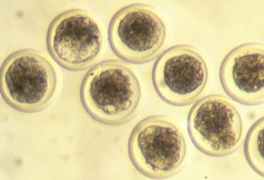 “Los embriones además de transportar genética, también pueden ser una fuente de diseminación de enfermedades”, dijo Arturo Duica Amaya. Foto: Reproducción y Biotecnología Bovina. Hembra donante, colecta de embrión exitosa, ciclos estrales regulares, precocidad reproductiva, peso al destete, ningún problema al parto, irregularidad reproductiva, defecto genético, nutrición balanceada, cumplimiento de funciones reproductivas, no utilizar vacas obesas, CONtexto Ganadero, noticias de ganadería colombiana.