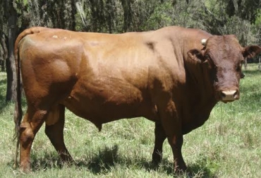 “Se han creado tablas predictivas para diferentes razas bovinas”, dijeron Liliana Mahecha, Joaquín Angulo y Luis P Manrique. Foto: Fedegán Predicción de peso vivo, raza Lucerna, perímetro torácico y barimetría, asertividad, medida bovinométrica, Johansson y Hildeman, tablas predictivas, CONtexto Ganadero, noticias de ganadería colombiana.