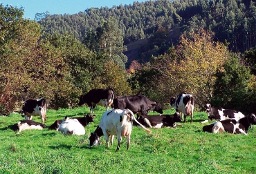Anntioquia sigue apostándole al establecimiento de sistemas silvopastoriles. Foto: Luis Alfonso Giraldo. silvopastoriles, Ganadería en silvopastoril, silvopastoril mejora producción bovina, medición en Urabá, Bajo Cauca y Oriente Antioqueño, CONtexto ganadero, noticias de ganadería colombia, ganadería colombia, universidad nacional, luis alfonso giraldo, antioquia, ganadería antioquia