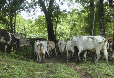 "El origen del abigeato se resume en una sola frase: “Inseguridad rural y falta de un control más efectivo por parte de las autoridades”, señala Lafaurie. Foto: recordchiapas.mx Abigeato, dimensión del abigeato, Ganadería colombiana, Proyecto de Ley el No. 92 de 2016 Senado – 324 Cámara, Senadora Nohora Tovar Rey del Centro Democrático, fedegan, Presidencia objeta proyecto de ley del abigeato, Ganadería, noticias ganaderas, noticias ganaderas colombia, CONtexto ganadero