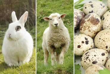 El proyecto pretende mejorar el consumo de estas carnes y huevos como alternativa a las opciones tradicionales. Foto: ExpertoAnimal - infoanimales.com - Ashore Marine Proyecto Uniagraria Minagricultura 2018, Fundación Universitaria Agraria de Colombia, Uniagraria, carne de conejo, carne de oveja, huevos de codorniz, proyecto Uniagraria conejo oveja codorniz, Colombia consumo carne conejo oveja codorniz, CONtexto ganaderos, ganaderos Colombia, noticias ganaderas Colombia