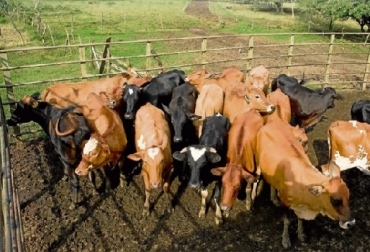 El bolo está conformado principalmente por micro-organismos vivos, micro-organismos en descomposición y pasto degradado, constituyéndose así en lo que se conoce como Proteína Microbiana (PM), que a su vez es el verdadero alimento para el bovino. Foto: Vanguardia Liberal fertilización ruminal, ventajas de la fertilización ruminal, minerales, ventajas de la fertilización ruminal con base en minerales, forrajes , Aproveche bien los forrajes, pasto, rumia, micro-organismos ruminales (MR), descomposición del pasto, Tracto Gastro Intestinal (TGI), el verdadero alimento del bovino, El bolo, Proteína Microbiana (PM), Ganadería, ganadería colombiana, noticias ganaderas, noticias ganaderas Colombia, CONtexto ganadero