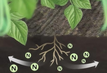 “Solo la fertilización nitrogenada no es eficiente para el pasto”, dijo Felipe Aristizabal. Foto: wikiHow Nutrición no depende del Nitrógeno, micro nutrientes de la planta, macronutrientes de la planta, competencia, calidad nutricional de la planta, CONtexto Ganadero, noticias de ganadería colombiana.
