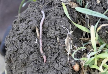 “Se debe evitar el uso de desparasitantes que maten o mermen las poblaciones de insectos benéficos como escarabajos y lombrices”, dijo Felipe Aristizabal. Foto: International Plant Nutrition Institute Materia orgánica genera nutrientes al pasto, integración, triada suelo-planta-animal, pastoreo, periodo de ocupación, infiltración de agua y orina, CONtexto ganadero, noticias de ganadería colombiana.