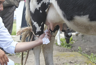 La limpieza de las ubres es uno de los componentes esenciales para mantener un buen ordeño. Foto: agricultura.gob.ec Higiene ordeño, higiene ordeño vacas, clasificación higiene vacas, FAO Higiene ordeños, Buenas Prácticas de Ordeño, Buenas Prácticas Ganaderas, BPG, CONtexto ganadero, ganaderos Colombia, noticias ganaderas Colombia