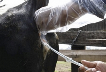 El ganadero debe tener en cuenta el estrés que puede causar el proceso de la inseminación artificial en sus reses. Foto: Infolactea Vaca recién servida, cuidados vaca recién servida, vaca recién servida estrés, servir a la vaca, vaca servida, cuidados vaca servida, fertilidad vacas Colombia, fertilidad bovina Colombia, fertilidad del ganado en tiempo seco, Nutrición y reproducción bovina, nutrición y reproducción, CONtexto ganadero, ganaderos colombia, noticias ganaderas colombia
