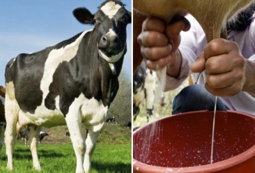La mastitis se puede diferenciar por su origen: endógena, si se trata de patógenos del organismo del animal, o iatrogénica, si ocurre por influencia del ser humano. Foto: Agronomaster - Vanguardia Liberal mastitis bovina, mastitis clínica bovina, mastitis endógena, mastitis iatrogénica, causas mastitis, ordeño manual adecuado, buenas prácticas de ordeño, CONtexto ganadero, ganaderos colombia, noticias ganaderas colombia