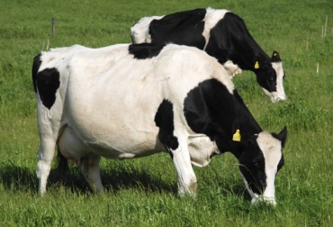 Aunque muchos se inclinan por ofrecer grandes cantidades de energía a las vacas preñadas, Bespalhock recomendó limitar este suministro. Foto: avisa.org.ve Exceso energía en preparto vacas, Balance Energético Negativo, metabolismo hepático, aminoácidos esenciales, Nutrigenómica ganadería, define nutrigenómica, Producción lechera, producción ganadera, alimentos para ganado bovino, alimentos para las vacas, CONtexto ganadero, ganaderos colombia, noticias ganaderas colombia