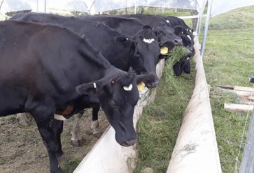 La fórmula varía todo el año y contiene, entre otros ingredientes, torta de soya, palmiste y grasa de sobrepaso. Foto: Sebastian Moncada Castellanos Sebastián Moncada, fórmula propia, precio alimentación ganado, precio concentrado ganado, Materias primas alimentación ganado, materias primas ganado, materias primas ganadería, alimentación ganado, nutrición ganado, nutrición vacas, materias primas alimento vacas, materias primas Colombia, CONtexto ganadero, ganaderos Colombia, noticias ganaderas Colombia