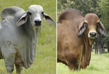 “La raza Brahman es de óptima calidad, pero los factores que generan su diferencia se atribuyen a la nutrición y el manejo en las unidades productivas”, dijo Manuel Antonio Gómez Vivas. Foto: egenetica.com - Pinterest Brahman gris y rojo, diferencias en precio, rojo es más costoso, el gris se comercializa más en las subastas, manejo y alimentación, machos producen carne de calidad, hembras tienen habilidad materna, genética pura y comercial, CONtexto ganadero, noticias de ganadería colombiana.