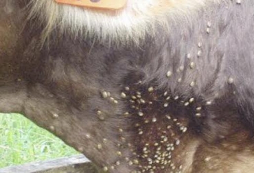 “Cada garrapata ingurgitada lleva a una disminución de 8,9 ml en producción diaria de leche”, dijo Raquel Sofía Salazar Benjumea. Foto: bmeditores.mx Garrapatas en bovinos, perdidas económicas, perdida de producción, infestación, mayor carga en productores lácteos, control de garrapatas, resistencia a baños acaricidas, CONtexto Ganadero, noticias de ganadería colombiana.