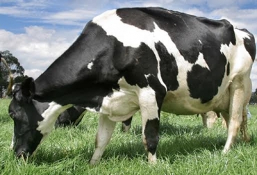 “La planta T. diversifolia logra un nivel de fibra bruta del 31,6% a los sesenta días de edad”, dijo Luis Alberto Gallego Castro. Foto: fedegan.org Botón de oro, mejoramiento productivo, vacas Holstein, hato de Antioquia, uniformidad por número de partos, uniformidad en días en lactancia, Universidad de Antioquia, CONtexto Ganadero, noticias de ganadería colombiana.