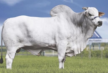 “Ciclo corto depende de 3 pilares: mejorar la precocidad de crecimiento, e igualmente, la rapidez de terminación y la sexual”, dijo Marcelo Almeida. Foto: nutrimaxcr.com Ciclo corto, velocidad productiva, 3 pilares precocidad en crecimiento, precocidad en terminación, precocidad sexual, bajos costos de producción, bovinos de 500 en 24 meses, preñez desde los 10 meses, ganado Nelore, Contexto Ganadero, noticias de ganadería colombiana.
